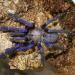 Cyriopagopus sp. "blue"